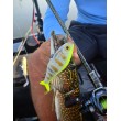 Μηχανισμός Baitcasting Filstar Sting 101L