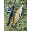 Filstar 365 Chub