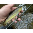Καλάμι ψαρέματος Filstar 365 Trout Spin Evo