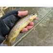 Καλάμι FilStar Nomad Fly Nymph