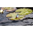 Воблер Rattlin' Pop - floating