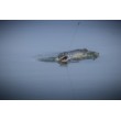Воблер Rattlin' Pop - floating