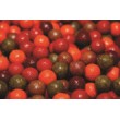 CarpTech Boilies