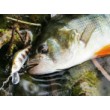 Sea Buzz TJ Minnow