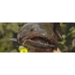 Тройни куки VMC 7557B CT Kaptain 3X Barbless