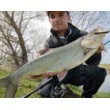 Minnow - sinking