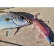 Σιλικόνη GT-Bio Καλαμάρι Combo