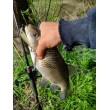 Wobbler Rapala X-Light Minnow