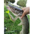 Rapala Super Shadow Rap Glide