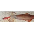 DTD Nano Squid