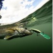 Rapala Gold Miner