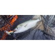 Sea Buzz TJ Minnow
