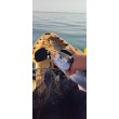 Sea Buzz TJ Minnow