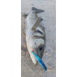 Wobbler Sea Buzz Panic Tail 95F