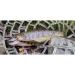 Sea Buzz TJ Minnow