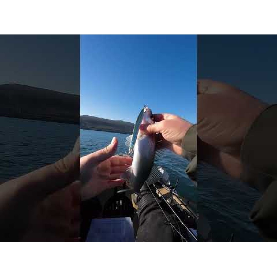 Westin Sandy Fixed SBass