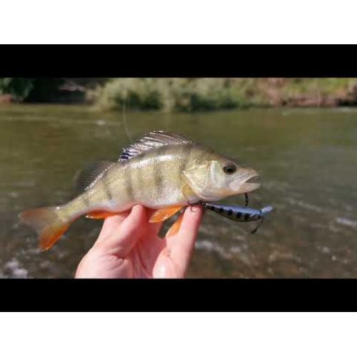 Sea Buzz TJ Minnow
