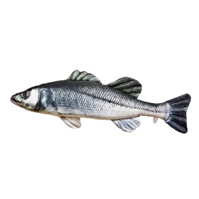 Cushion - Sea Bass